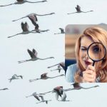 Super udfordrende puslespil: test dig selv på bare 6 sekunder